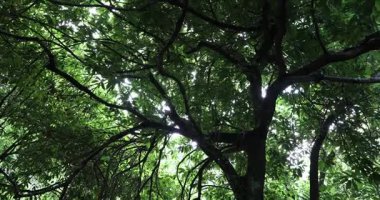 Ağaç dallarının arasından gün ışığıyla sisli ormanın güzel manzarası.