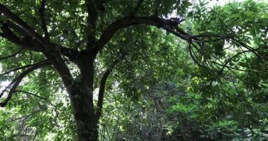 Ağaç dallarının arasından gün ışığıyla sisli ormanın güzel manzarası.