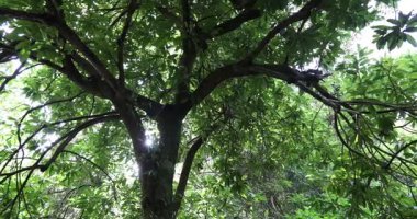 Ağaç dallarının arasından gün ışığıyla sisli ormanın güzel manzarası.