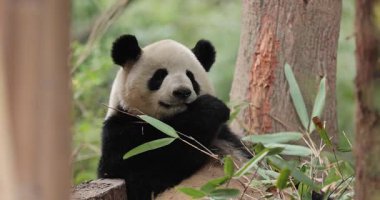 Dev bir panda ormanda bambu yiyor.