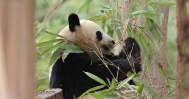 Dev bir panda ormanda bambu yiyor.