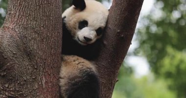 Hayvanat bahçesindeki ağaçtaki sevimli dev panda.
