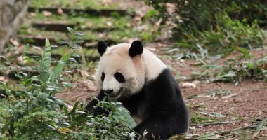 Dev bir panda ormanda bambu yiyor.