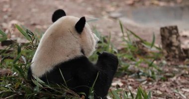 Dev bir panda ormanda bambu yiyor.