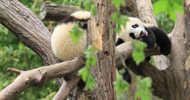 İki panda yeşil yaprakların arasında dinleniyor.