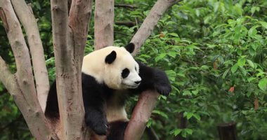 Panda yapraklarla çevrili ağaç dalında dinleniyor.