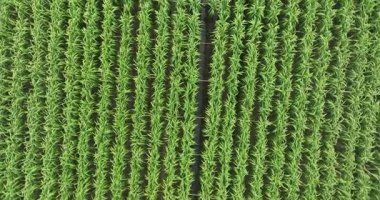 Tarlada büyüyen şeker kamışı bitkilerinin havadan görünüşü