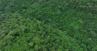 Güzel yeşil orman dağ manzarasının hava görüntüleri.
