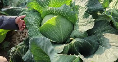 Sebze bahçesinde yeşil lahana yetişiyor.