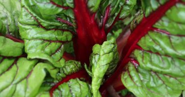 Sebze bahçesinde büyüyen İsviçre pazarı.