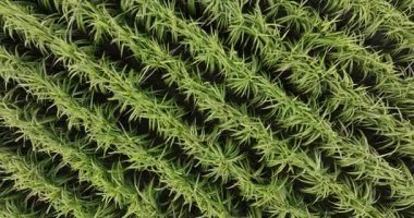 Tarlada büyüyen şeker kamışı bitkilerinin havadan görünüşü