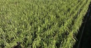 Tarlada büyüyen şeker kamışı bitkilerinin havadan görünüşü