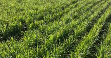 Tarlada büyüyen şeker kamışı bitkilerinin havadan görünüşü