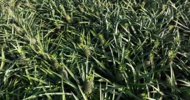 Tarladaki bitkilerin üzerinde büyüyen ananasların havadan görünüşü