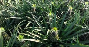 Tarladaki bitkilerin üzerinde büyüyen ananasların havadan görünüşü