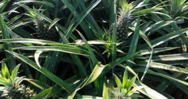 Tarladaki bitkilerin üzerinde büyüyen ananasların havadan görünüşü