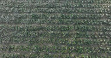 Tarladaki bitkilerin üzerinde büyüyen ananasların havadan görünüşü