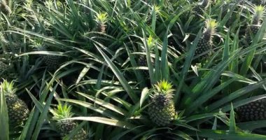 Tarladaki bitkilerin üzerinde büyüyen ananasların yakın görüntüsü