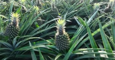 Tarladaki bitkilerin üzerinde büyüyen ananasların yakın görüntüsü