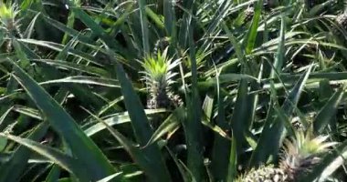 Tarladaki bitkilerin üzerinde büyüyen ananasların yakın görüntüsü