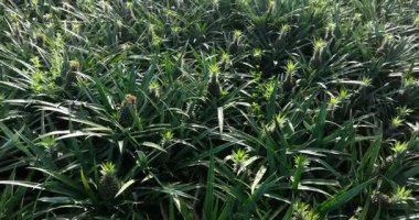 Tarladaki bitkilerin üzerinde büyüyen ananasların yakın görüntüsü