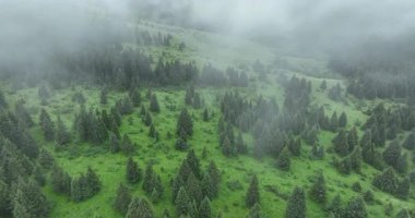 Yoğun sisle kaplı yeşil orman