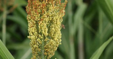 Sarı çiçek kümesi küçük böcekleri çekiyor.