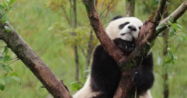 Panda ağaç dalında rahatça dinleniyor.
