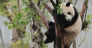 Panda yeşil yapraklarla ağaca tırmanıyor.