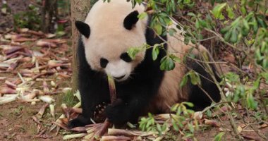 Yeşil yapraklarla çevrili panda bambu yiyor.