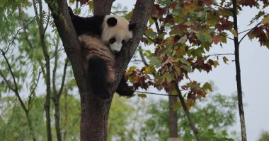 Panda ağaç dalından iniyor.