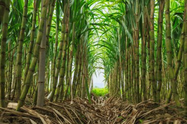 Sıra sıra büyüyen uzun şeker kamışı bitkileri.