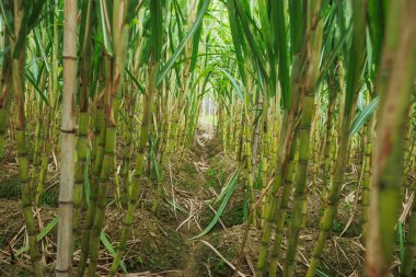Tarlada yetişen şeker kamışı bitkileri