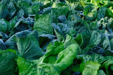 Lush green cabbage leaves in garden