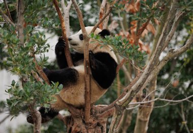Panda yeşil yapraklarla çevrili ağaca tırmanıyor.