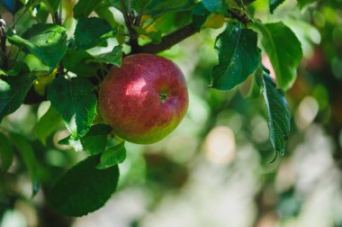 Olgun kırmızı elma yeşil dala asılı.