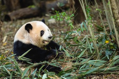 Panda sitting among green bamboo leaves