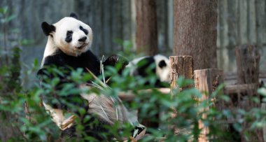 Pandalar yeşil yaprakların ve ağaçların arasında oturuyorlar.