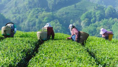 Yeşil tarlalarda çay yaprağı hasat eden işçiler
