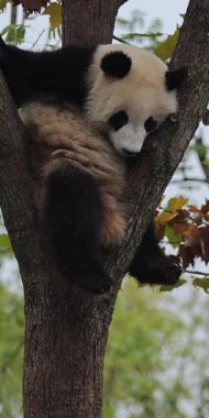 Panda yeşil yapraklarla ağaca tırmanıyor.