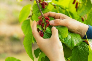 Eller yeşil yapraklardan olgun böğürtlen topluyor