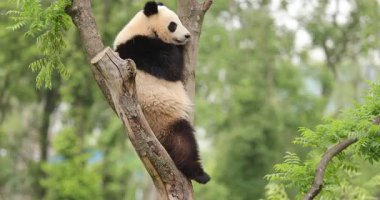 Yeşil ormanda panda tırmanışı
