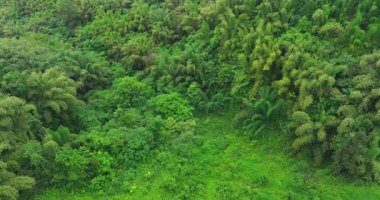 Yamaçta yemyeşil bitki örtüsü