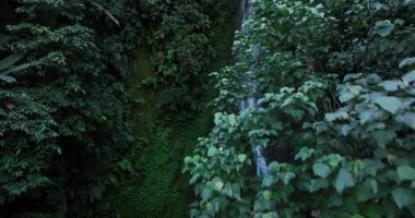 Şelaleyi çevreleyen yemyeşil yapraklar.