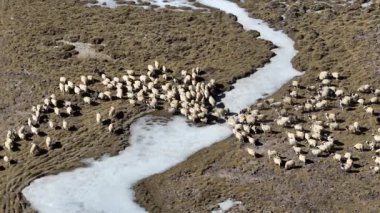Suyun kenarında otlayan koyun sürüsü.