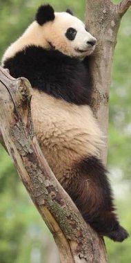 Panda ağaç dalında rahatça dinleniyor.