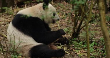 Panda ormanda oturup bambu yiyor.
