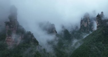 Yoğun yeşil yapraklarla çevrili puslu dağlar.