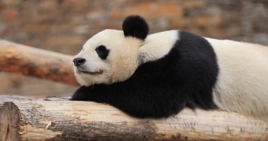Panda muhafaza odunları üzerinde dinleniyor