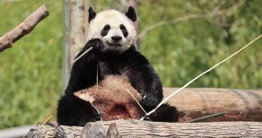 Panda habitatta oturup bambu yiyor.